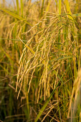 Beautiful paddy barley in field