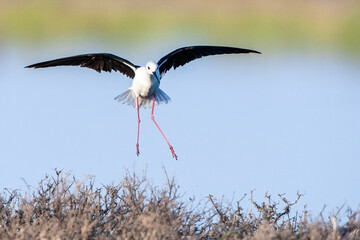 Black-winged Stilt, Himantopus himantopus