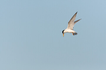 Obraz premium Dwergstern, Little Tern, Sternula albifrons