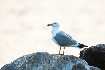 Yellow-legged Gull, Larus michahellis michahellis