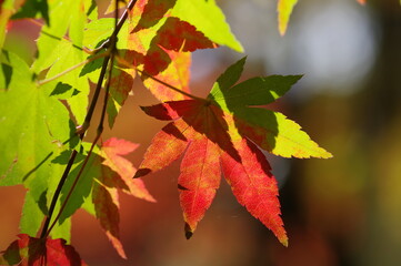 色とりどりの紅葉
