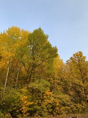 autumn in the forest