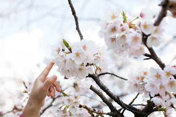 桜を指差す子供