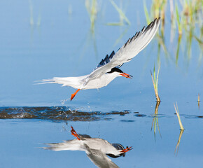 Obraz premium Common Tern, Sterna hirundo