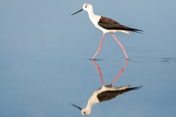 Black-winged Stilt, Himantopus himantopus