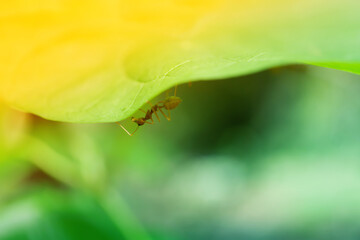 soft focus red ant and green leaf at sunrise   spring nature background