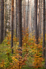 Warm colors of October in a pine forest. Deciduous bushes already have changed their leaf color into yellow and orange. Selective focus on the tree trunks, blurred background. Mazury region, Poland.