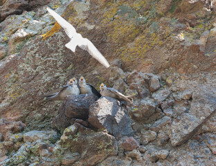 Eurasian Crag Martin, Ptyonoprogne rupestris