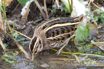 Jack Snipe, Bokje, Lymnocryptes minimus