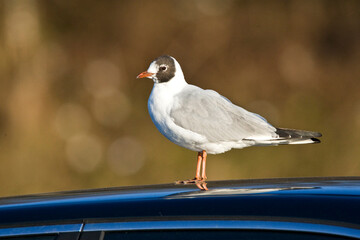 Kokmeeuw, Black-headed Gull, Chroicocephalus ridibundus