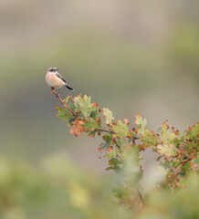Siberian Stonechat, Saxicola maurus