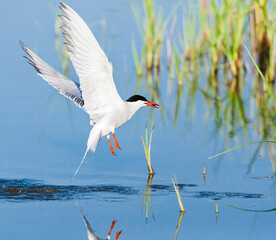 Common Tern, Sterna hirundo