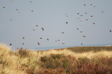 Spreeuw, Common Starling, Sturnus vulgaris