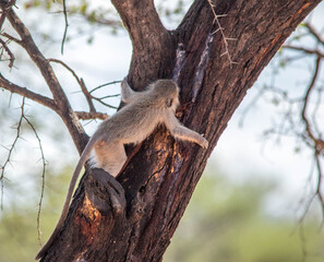 A vervet monkey drinking sap from the trunk of a tree in the African bush image in horizontal format