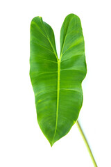Large leaves for garden decoration. Isolated white background.