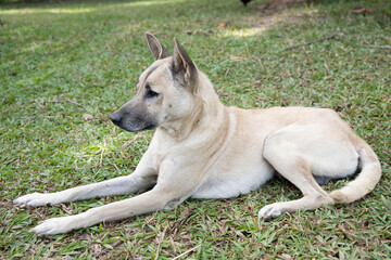 Naklejka na ściany i meble gray and white dog lying on the green grass.