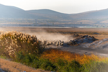 White sheep on the land with beautiful sunset. Many sheep walking around the field .Farm animals concept.