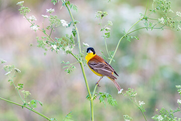 Black-headed Bunting, Emberiza melanocephala