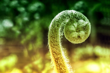 young of green fern plant  growing at sunrise
