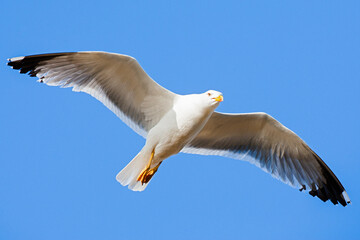 Yellow-legged Gull, Larus michahellis michahellis