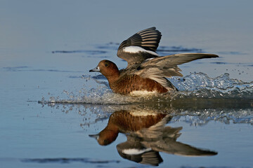 Eurasian wigeon (Mareca penelope)