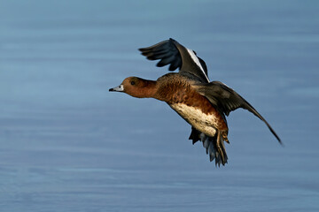 Eurasian wigeon (Mareca penelope)