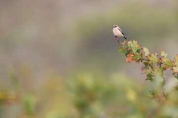 Siberian Stonechat, Saxicola maurus