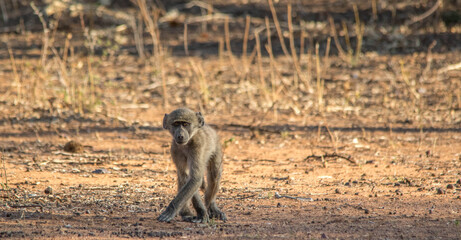 A juvenile chacma baboon searching for food in the African bush