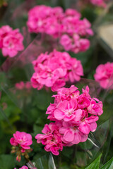 Pink magenta flower geranium pelargonium blossom, vertical
