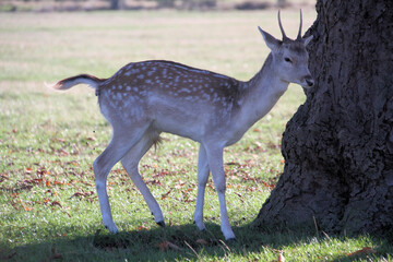 A close up of a Fallow Deer
