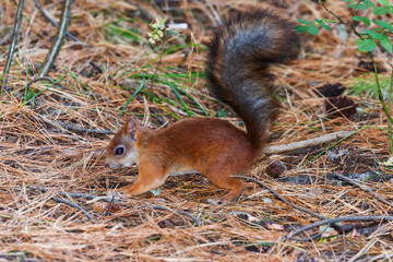 Red squirrel with a bushy tail in a coniferous forest looking for nuts, food. Selective focus