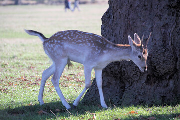 A close up of a Fallow Deer