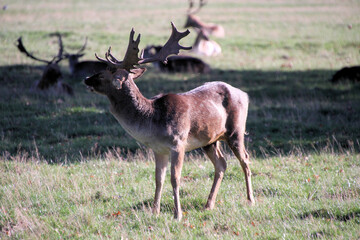 A close up of a Fallow Deer