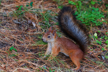 Naklejka na ściany i meble Red squirrel with a bushy tail in a coniferous forest looking for nuts, food. Selective focus