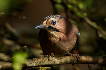 Eurasian jay (Garrulus glandarius)