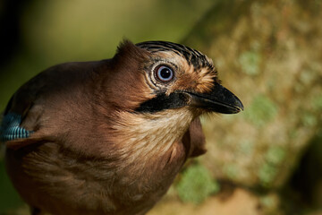 Eurasian jay (Garrulus glandarius)