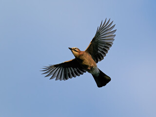 Eurasian jay (Garrulus glandarius)