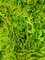 thuja branches close-up. botanical background