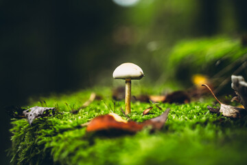 Autumn mushroom in the forest