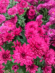 pink chrysanthemums close up. botanical bright background. mobile photo