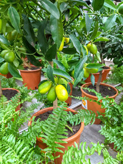 lemon tree in a pot with young fruits. mobile photo