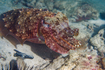Camouflage Cuttlefish in Nature background.