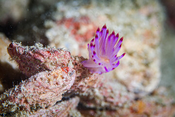 Naklejka na ściany i meble Purple nudibranch (Flabellina affinis) Near the shell.
