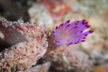 Purple nudibranch (Flabellina affinis) 
Near the shell.