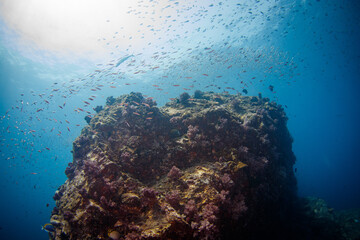 Underwater blue ocean background in sea.Water texture in ocean with corals and tropical fish.
