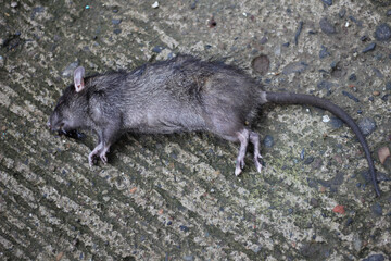 Dead mouse