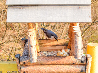 Forest bird eats grain in a wooden feeder on a sunny day. Bird watching in nature.