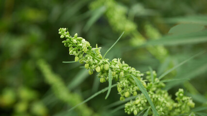 Cannabis male pollen sac flower bloom hemp detail close-up field, pollinates nectar farm bio organic farming, agriculture blossoming blossom plant, seeds big bud with pistils leaf medicinal
