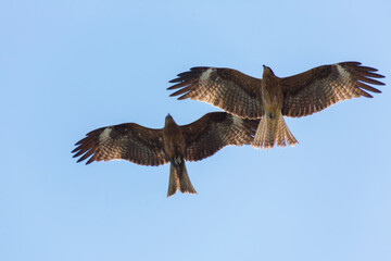 空を行く二羽のトンビ