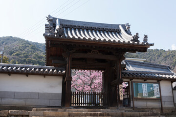 法宣寺の山門と桜